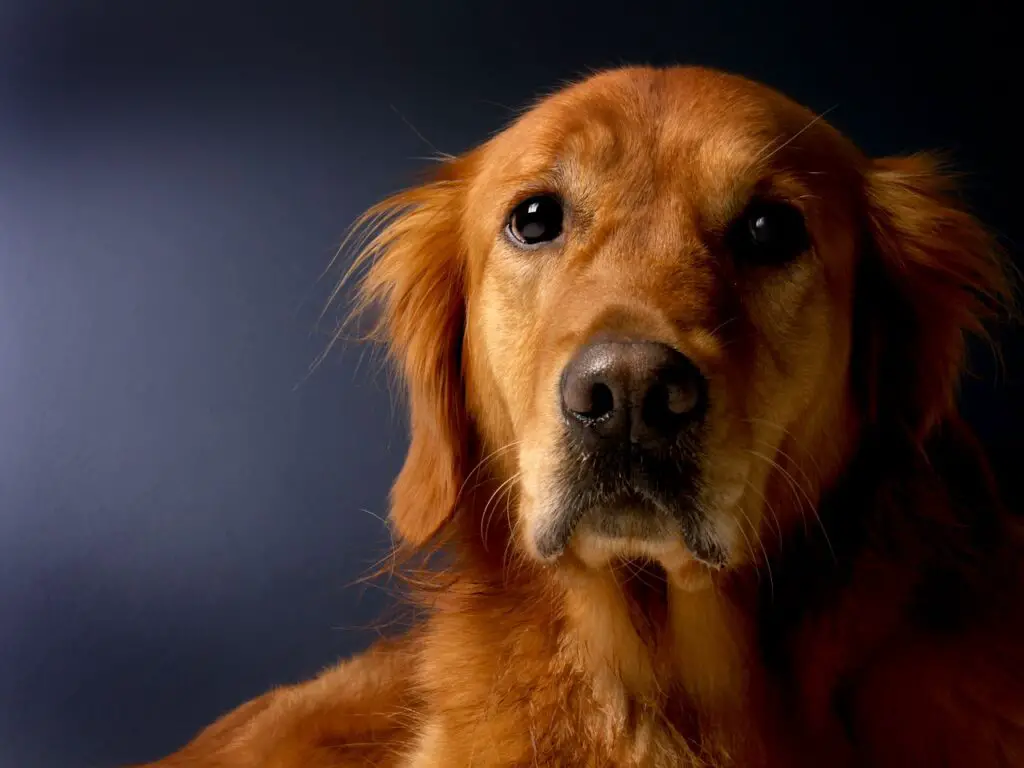 Yaşlı Golden Retriever Bakımı: Sağlık, Beslenme ve Egzersiz İpuçları