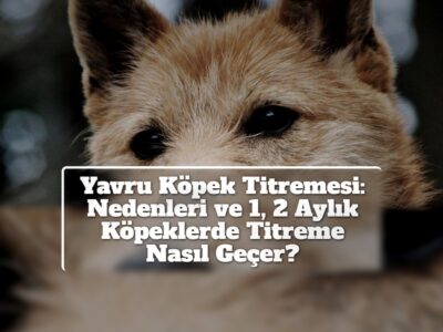 Yavru Köpek Titremesi: Nedenleri ve 1, 2 Aylık Köpeklerde Titreme Nasıl Geçer?