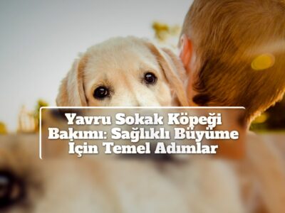 Yavru Sokak Köpeği Bakımı: Sağlıklı Büyüme İçin Temel Adımlar