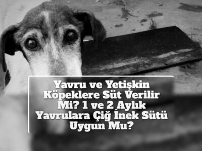 Yavru ve Yetişkin Köpeklere Süt Verilir Mi? 1 ve 2 Aylık Yavrulara Çiğ İnek Sütü Uygun Mu?