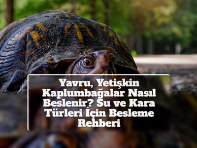 Yavru, Yetişkin Kaplumbağalar Nasıl Beslenir? Su ve Kara Türleri İçin Besleme Rehberi