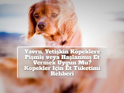 Yavru, Yetişkin Köpeklere Pişmiş veya Haşlanmış Et Vermek Uygun Mu? Köpekler İçin Et Tüketimi Rehberi