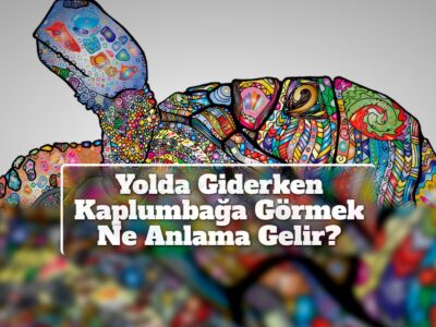 Yolda Giderken Kaplumbağa Görmek Ne Anlama Gelir?