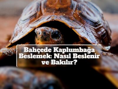 Bahçede Kaplumbağa Beslemek: Nasıl Beslenir ve Bakılır?