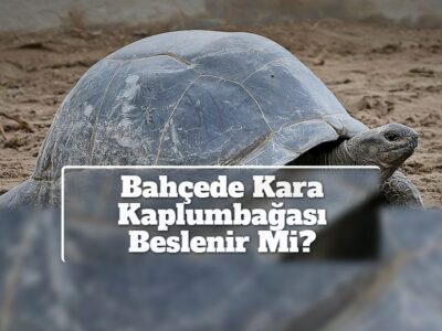 Bahçede Kara Kaplumbağası Beslenir Mi?