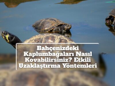 Bahçenizdeki Kaplumbağaları Nasıl Kovabilirsiniz? Etkili Uzaklaştırma Yöntemleri