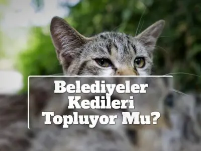 Belediyeler Kedileri Topluyor Mu?