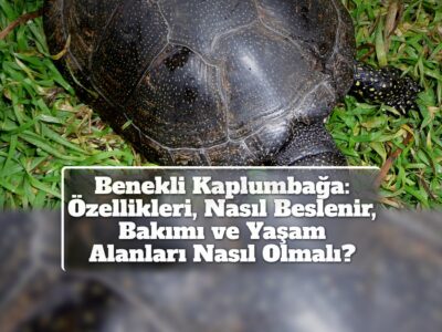 Benekli Kaplumbağa: Özellikleri, Nasıl Beslenir, Bakımı ve Yaşam Alanları Nasıl Olmalı?