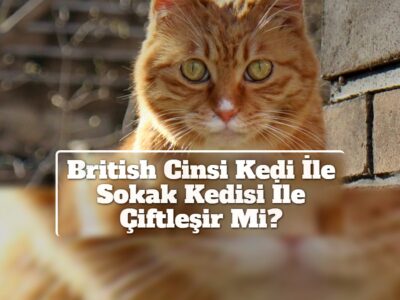 British Cinsi Kedi İle Sokak Kedisi İle Çiftleşir Mi?