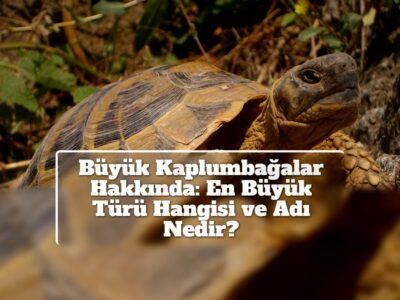 Büyük Kaplumbağalar Hakkında: En Büyük Türü Hangisi ve Adı Nedir?