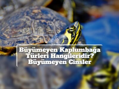 Büyümeyen Kaplumbağa Türleri Hangileridir? Büyümeyen Cinsler