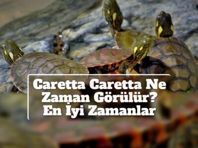 Caretta Caretta Ne Zaman Görülür? En İyi Zamanlar