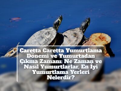 Caretta Caretta Yumurtlama Dönemi ve Yumurtadan Çıkma Zamanı: Ne Zaman ve Nasıl Yumurtlarlar, En İyi Yumurtlama Yerleri Nelerdir?