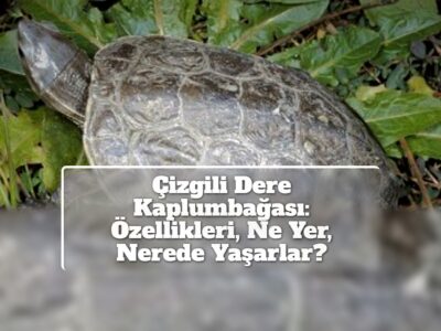 Çizgili Dere Kaplumbağası: Özellikleri, Ne Yer, Nerede Yaşarlar?