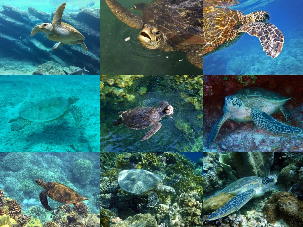 Deniz Kaplumbağaları Hakkında İlginç Bilgiler: Kısaca Deniz Kaplumbağası İle İlgili Bilinmesi Gerekenler