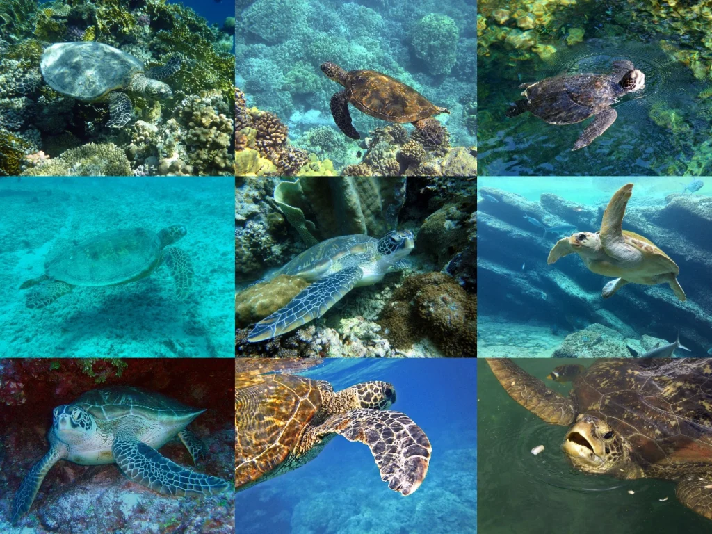Deniz Kaplumbağaları Işık Kirliliğinden Nasıl Etkilenir?