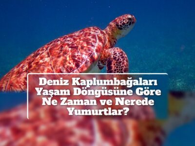 Deniz Kaplumbağaları Yaşam Döngüsüne Göre Ne Zaman ve Nerede Yumurtlar?
