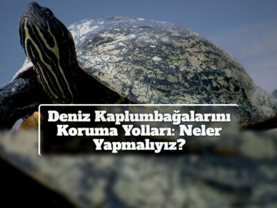 Deniz Kaplumbağalarını Koruma Yolları: Neler Yapmalıyız?