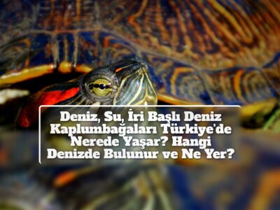 Deniz, Su, İri Başlı Deniz Kaplumbağaları Türkiye'de Nerede Yaşar? Hangi Denizde Bulunur ve Ne Yer?
