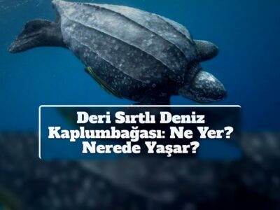 Deri Sırtlı Deniz Kaplumbağası: Ne Yer? Nerede Yaşar?