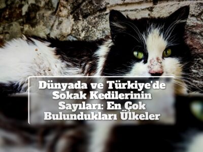 Dünyada ve Türkiye'de Sokak Kedilerinin Sayıları: En Çok Bulundukları Ülkeler