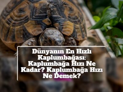 Dünyanın En Hızlı Kaplumbağası: Kaplumbağa Hızı Ne Kadar? Kaplumbağa Hızı Ne Demek?