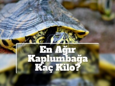 En Ağır Kaplumbağa Kaç Kilo?