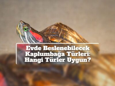 Evde Beslenebilecek Kaplumbağa Türleri: Hangi Türler Uygun?