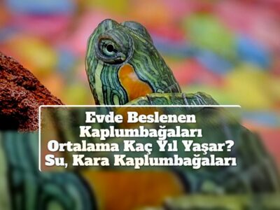 Evde Beslenen Kaplumbağaları Ortalama Kaç Yıl Yaşar? Su, Kara Kaplumbağaları