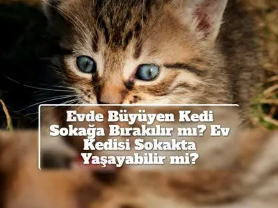 Evde Büyüyen Kedi Sokağa Bırakılır mı? Ev Kedisi Sokakta Yaşayabilir mi?