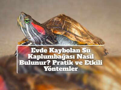 Evde Kaybolan Su Kaplumbağası Nasıl Bulunur? Pratik ve Etkili Yöntemler