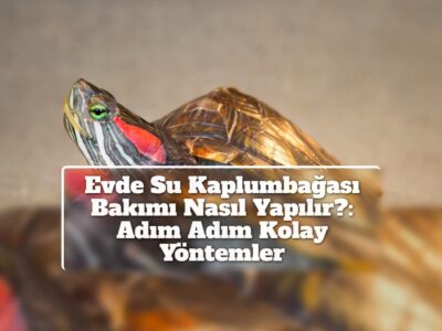 Evde Su Kaplumbağası Bakımı Nasıl Yapılır?: Adım Adım Kolay Yöntemler