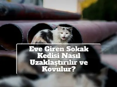 Eve Giren Sokak Kedisi Nasıl Uzaklaştırılır ve Kovulur?