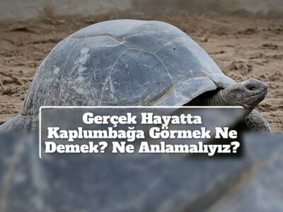 Gerçek Hayatta Kaplumbağa Görmek Ne Demek? Ne Anlamalıyız?