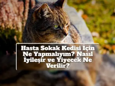 Hasta Sokak Kedisi İçin Ne Yapmalıyım? Nasıl İyileşir ve Yiyecek Ne Verilir?