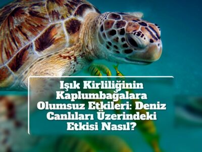 Işık Kirliliğinin Kaplumbağalara Olumsuz Etkileri: Deniz Canlıları Üzerindeki Etkisi Nasıl?