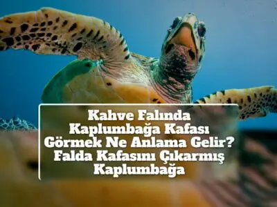 Kahve Falında Kaplumbağa Kafası Görmek Ne Anlama Gelir? Falda Kafasını Çıkarmış Kaplumbağa