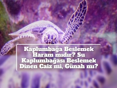 Kaplumbağa Beslemek Haram mıdır? Su Kaplumbağası Beslemek Dinen Caiz mi, Günah mı?