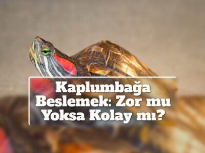 Kaplumbağa Beslemek: Zor mu Yoksa Kolay mı?