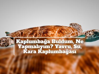 Kaplumbağa Buldum, Ne Yapmalıyım? Yavru, Su, Kara Kaplumbağası