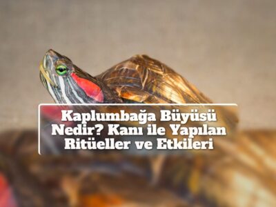 Kaplumbağa Büyüsü Nedir? Kanı ile Yapılan Ritüeller ve Etkileri