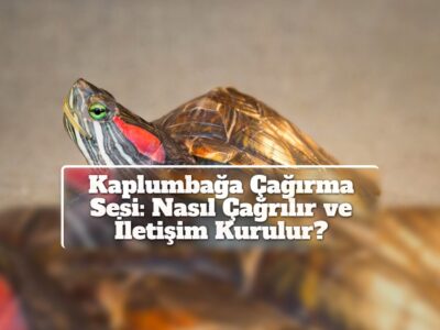 Kaplumbağa Çağırma Sesi: Nasıl Çağrılır ve İletişim Kurulur?