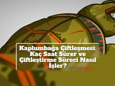 Kaplumbağa Çiftleşmesi: Kaç Saat Sürer ve Çiftleştirme Süreci Nasıl İşler?