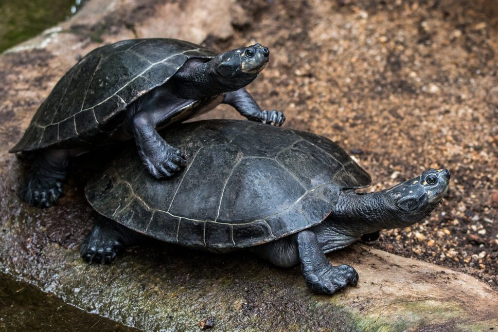 Kaplumbağa Çiftleşmesi: Nasıl Çiftleşirler, Sürecin Detayları, Ayırma Yöntemleri
