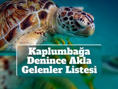 Kaplumbağa Denince Akla Gelenler Listesi