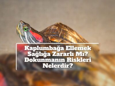 Kaplumbağa Ellemek Sağlığa Zararlı Mı? Dokunmanın Riskleri Nelerdir?