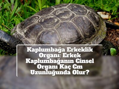 Kaplumbağa Erkeklik Organı: Erkek Kaplumbağanın Cinsel Organı Kaç Cm Uzunluğunda Olur?