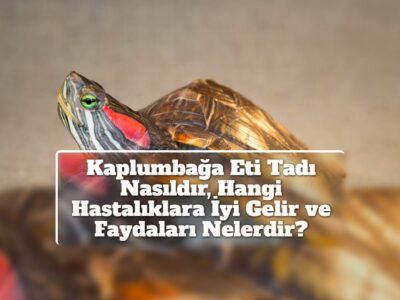 Kaplumbağa Eti Tadı Nasıldır, Hangi Hastalıklara İyi Gelir ve Faydaları Nelerdir?