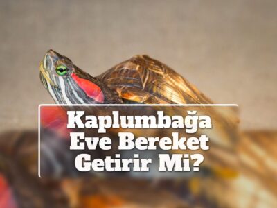 Kaplumbağa Eve Bereket Getirir Mi?