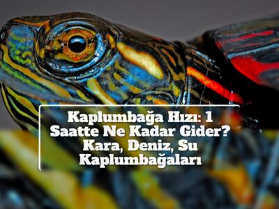 Kaplumbağa Hızı: 1 Saatte Ne Kadar Gider? Kara, Deniz, Su Kaplumbağaları